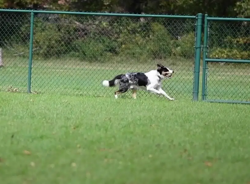 Get a fence for dogs from Montco Fence, your local fence company